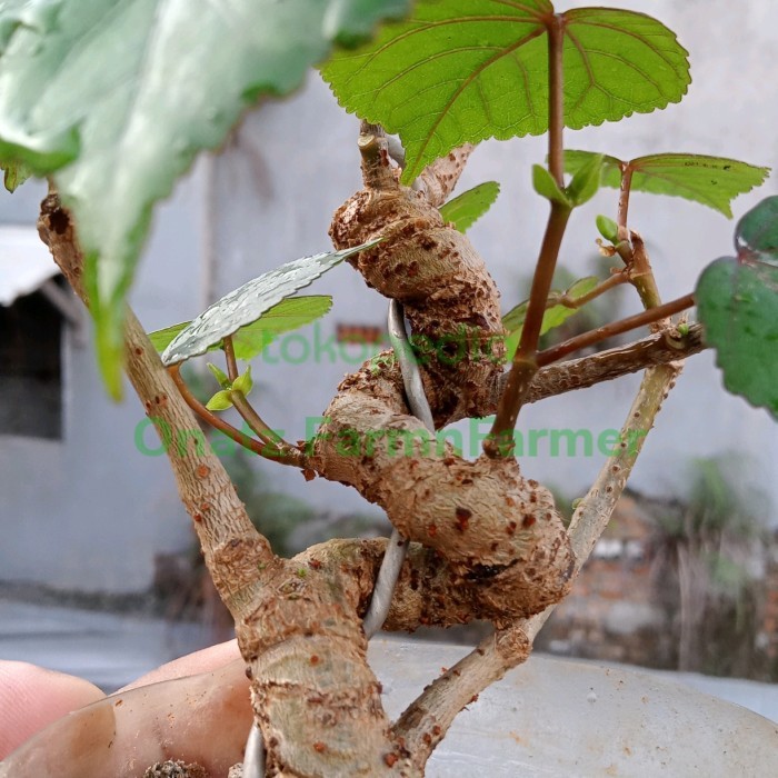 Bonsai Waru Taiwan -Gratisongkir