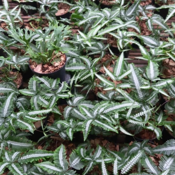 Tanaman Hias Pakis Varigata - Pakis Gunung Salak - Pakis Variegata -Gratisongkir