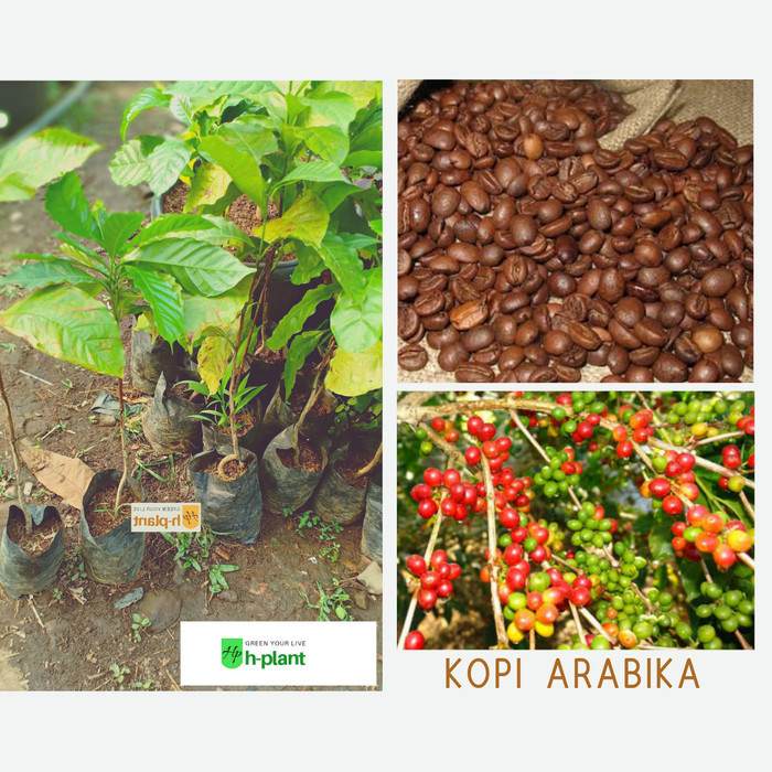 Bibit Pohon Kopi Arabika/Kopi Arabica -Gratisongkir