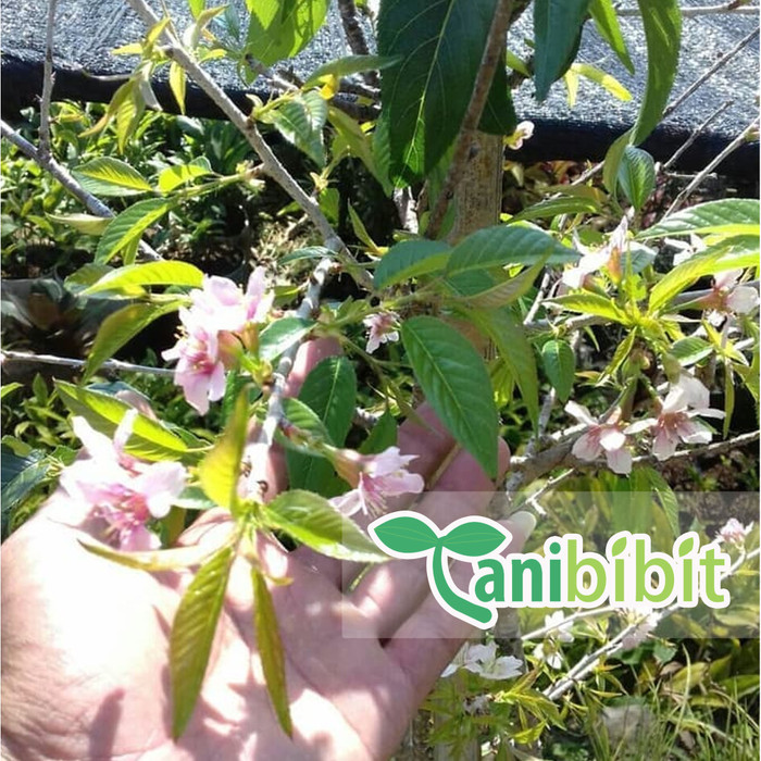 Bibit Sakura - Pohon Sakura Jepang - Tanaman Hias Sakura Pink -Gratisongkir