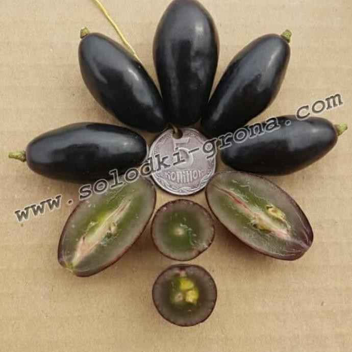 

BIBIT TANAMAN BUAH ANGGUR IMPORT BLACK FINGER