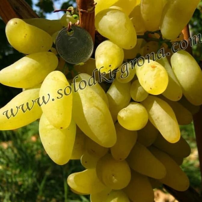 

BIBIT ANGGUR IMPORT GOLDFINGER