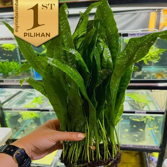 Kadaka Raksasa 40 cm++ Tanaman Air Java Fern Hiasan Aquarium Aquascape A22S
