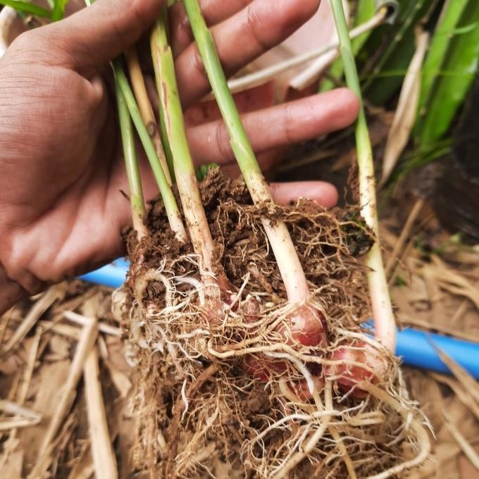 Bibit Jahe Merah Asli