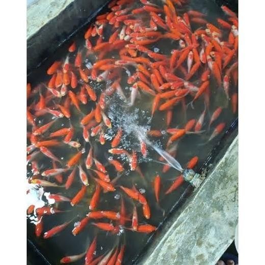 

IKAN MAS 2- 3 JARI 1 LITER