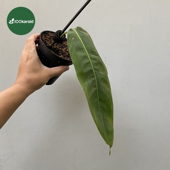 Tanaman Hias Philodendron Patriciae / Philo Patriciae Ekonomis