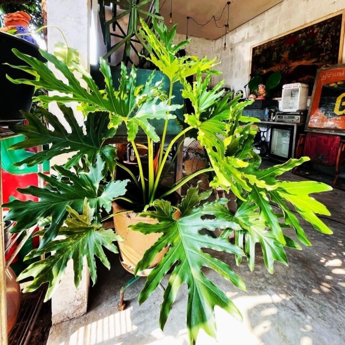tanaman hias philodendron selloum jumbo besar philo jari ukuran besar