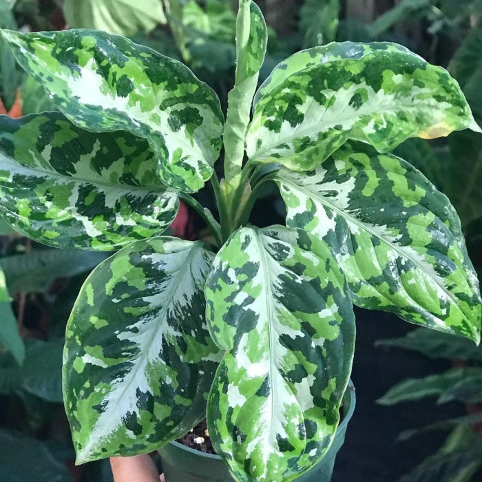 HARGA DISC - Aglonema Pictum Tricolor