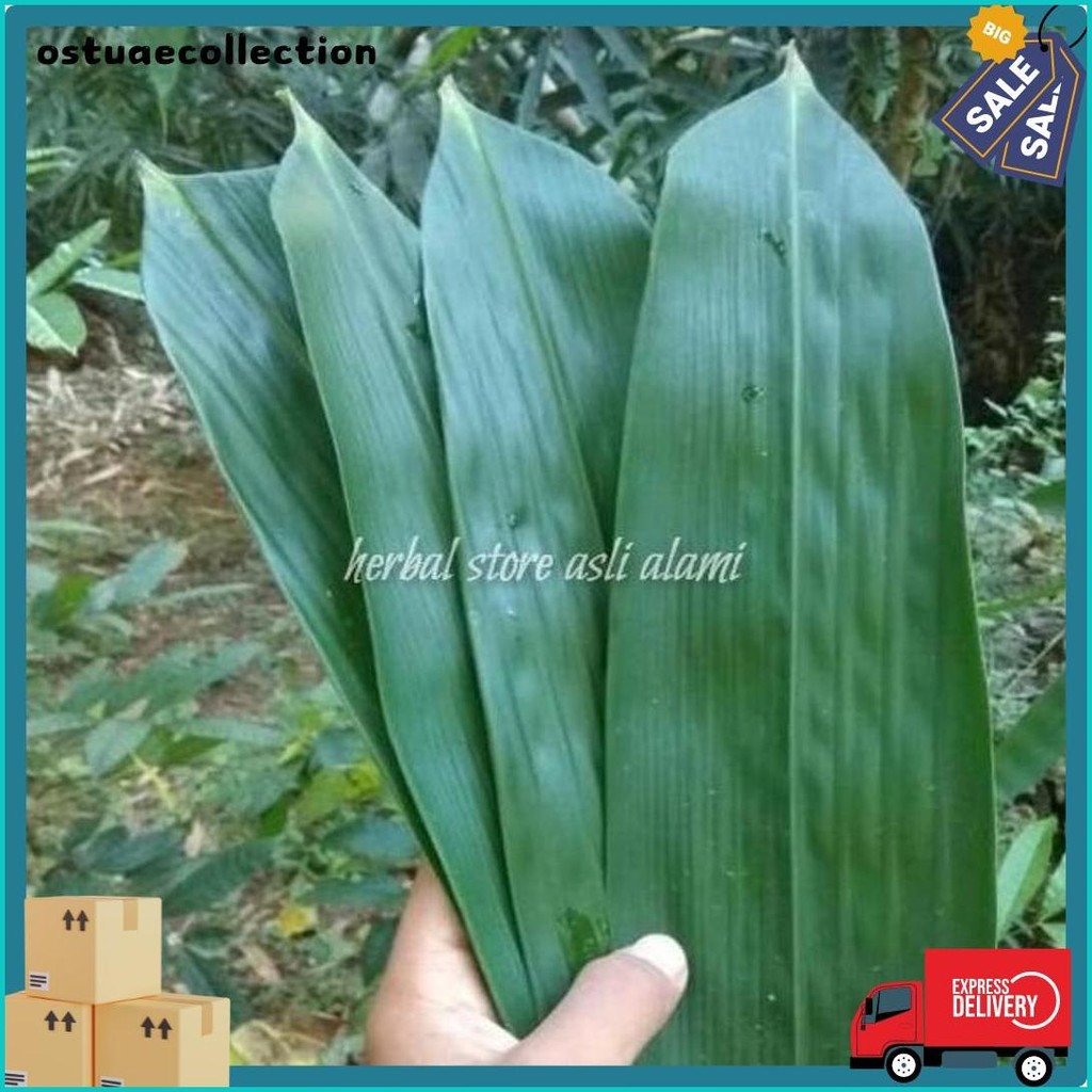 

Daun Bambu Segar Buat Herbal/Bungkus Bacang/Bakcang/Kicang 100 Lbr (Cod)