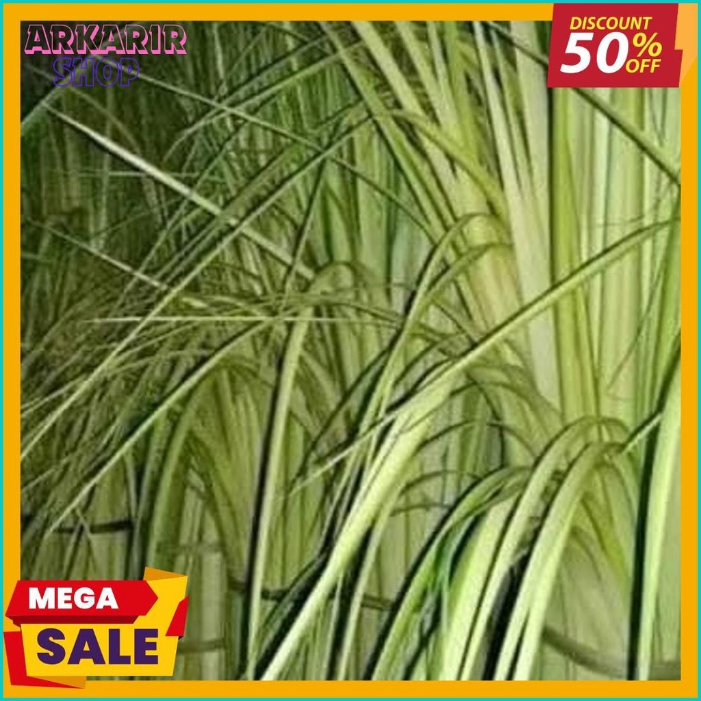 

New Cod Janur Kelapa Atau Daun Kelapa Muda (Lagi Rame)