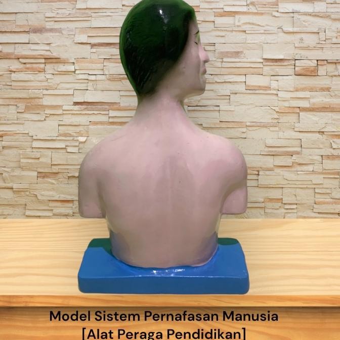 

Alat peraga model pernafasan manusia-Torso pernafasan[Produk Original]