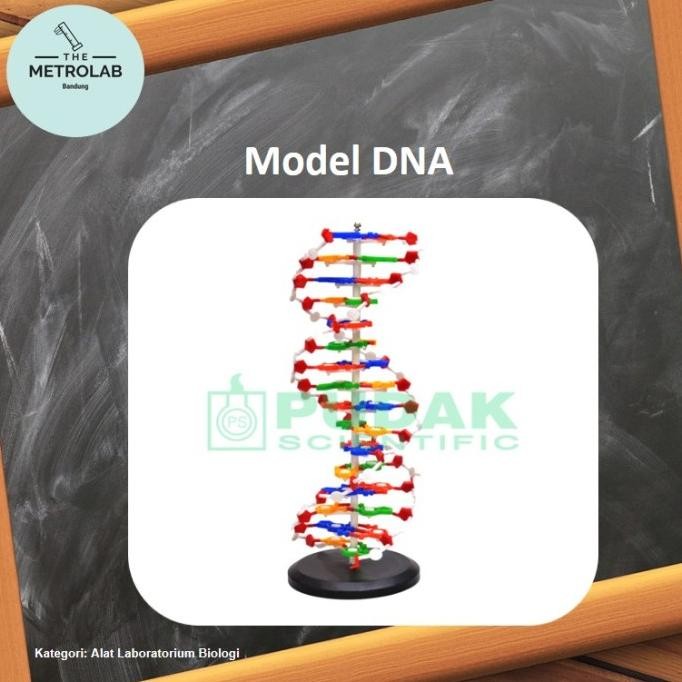 

Model DNA | Model DNA Helix | Tinggi 58 cm | Alat Peraga Biologi
