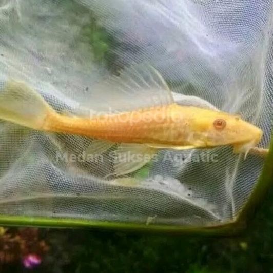 #2A Ikan Sapu Albino / Gibicep / air tawar / ikan hias aquascape pleco