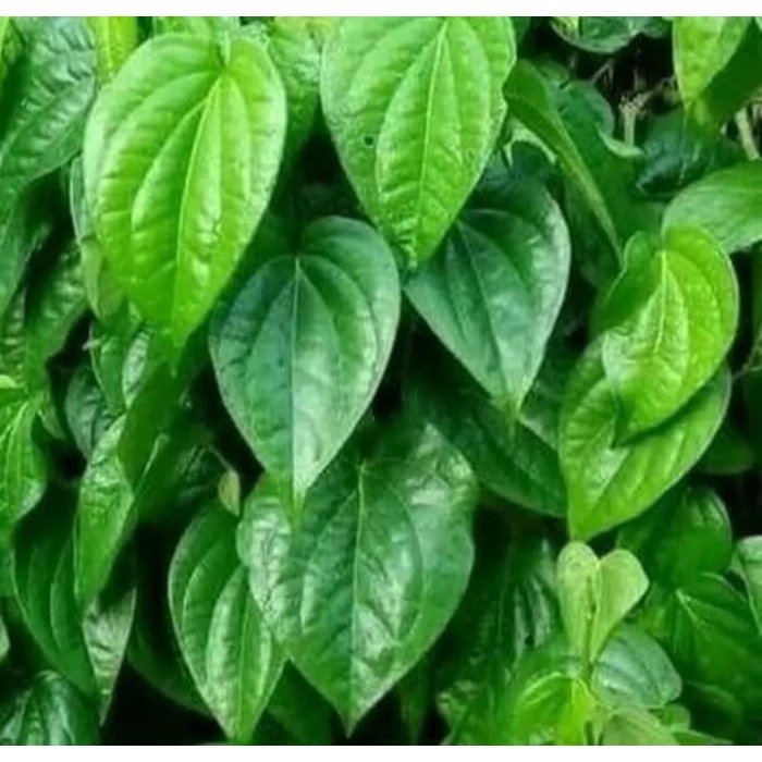 

IA951 Daun Sirih Hijau Segar Dipetik Langsung OBRAL