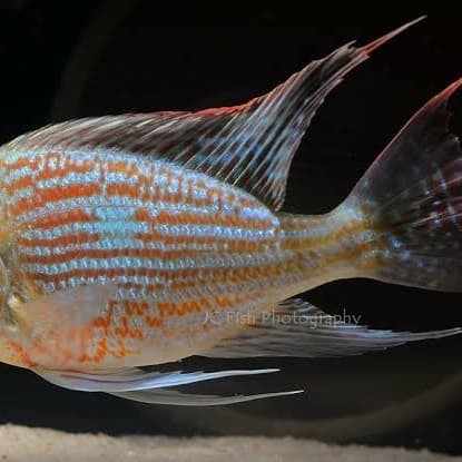 Geophagus sveni