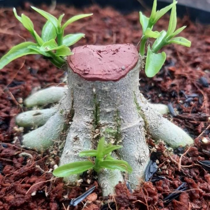 PROGRAM BONSAI ANTING PUTRI BOGEL DAN PROSPEK