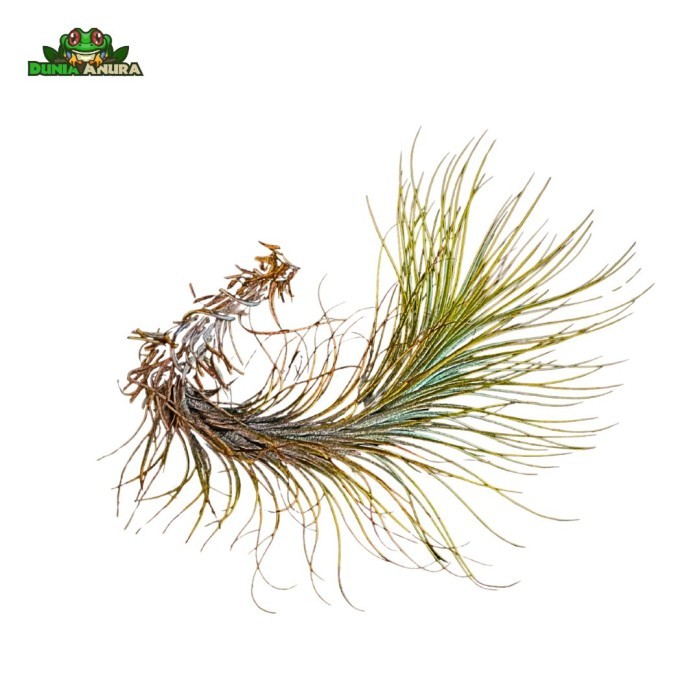 Tanaman Vivarium Tillandsia - Air plant