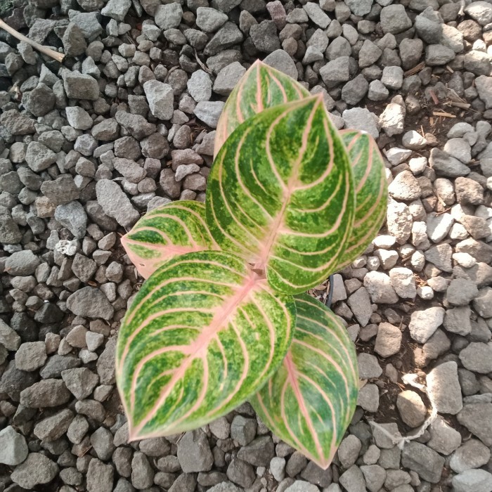 aglaonema rinjani cantik.