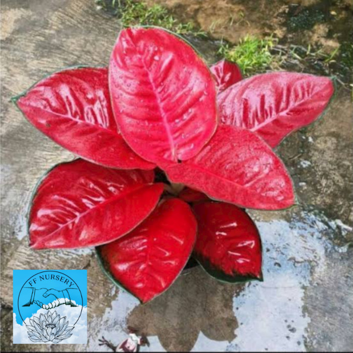 aglonema suksom jaipong jumbo spesial