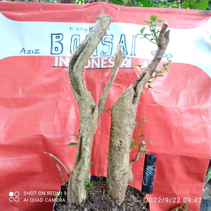 bahan bonsai serut jumbo04