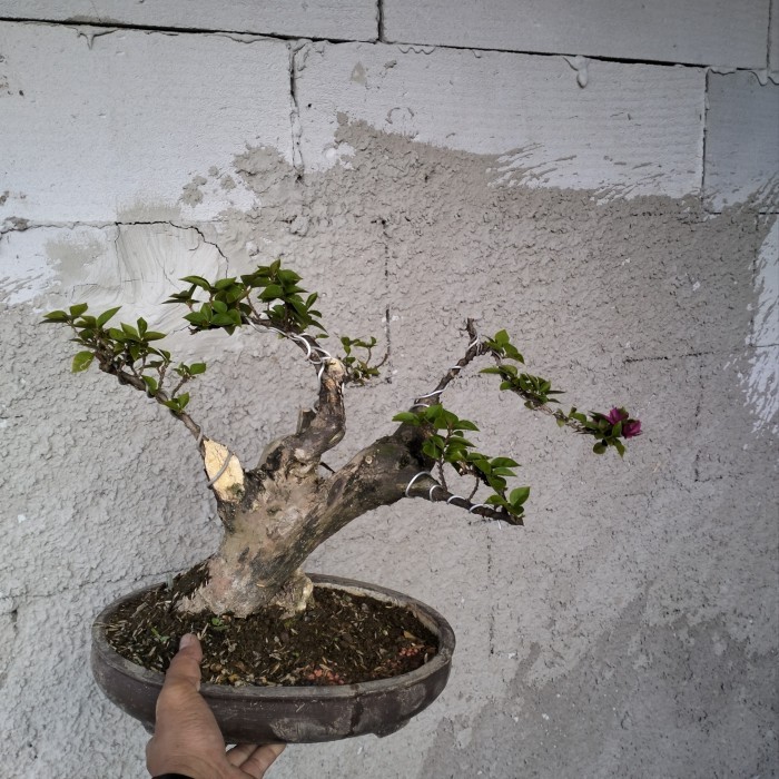 bonsai bougenville singapore original