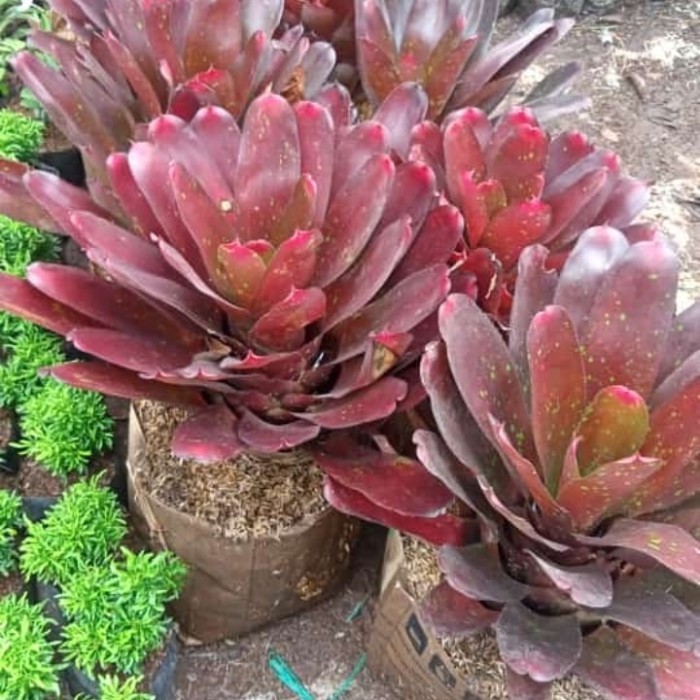 tanaman bromelia merah ukuran besar