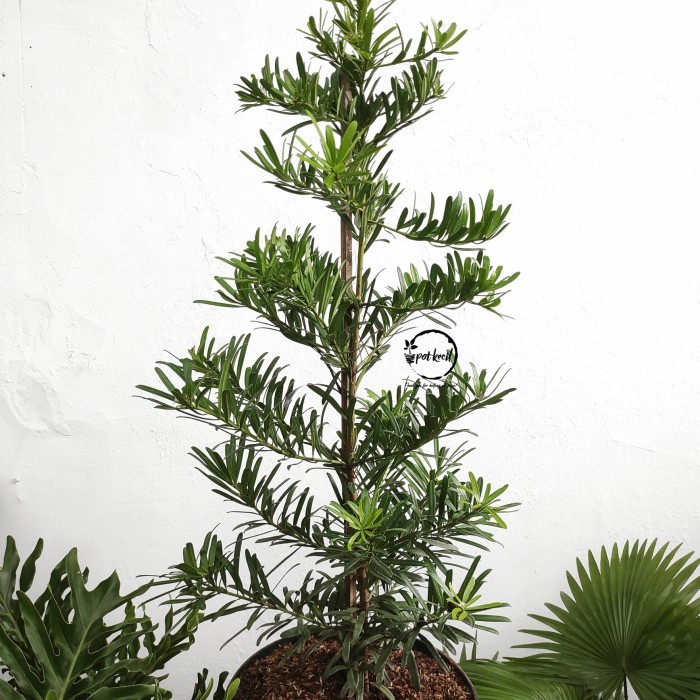 Pohon Lohansung / Lohansung