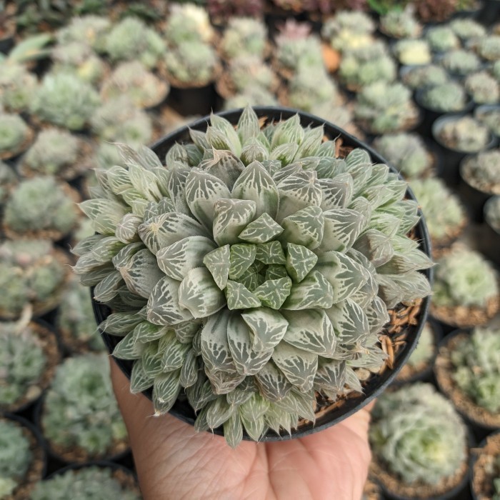 Sukulen Haworthia Silver Swirl