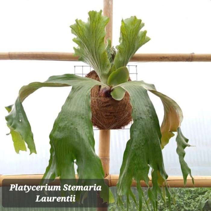 PLATYCERIUM STEMARIA LAURENTII ANAKAN RAWATAN