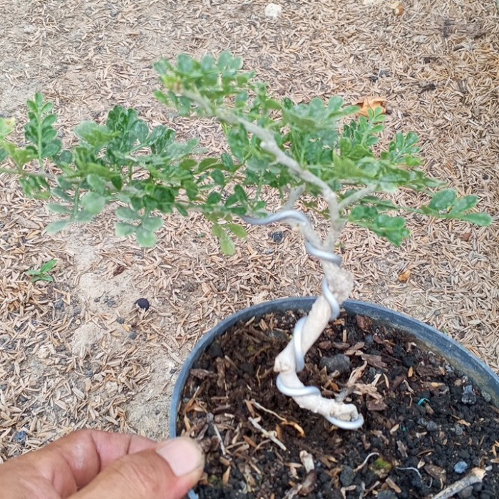 Bonsai mini kawista batu