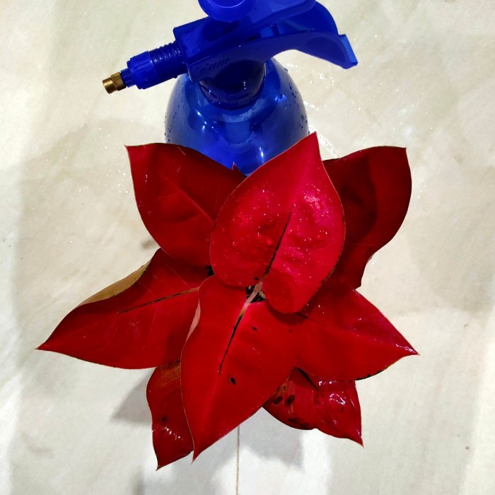 aglonema kochin red diamond