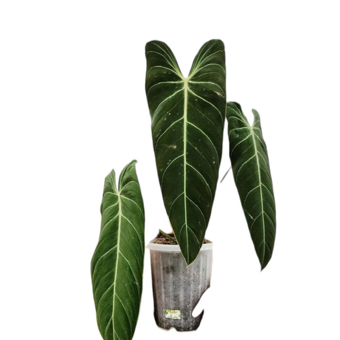 philodendron melanochrysum narrow form