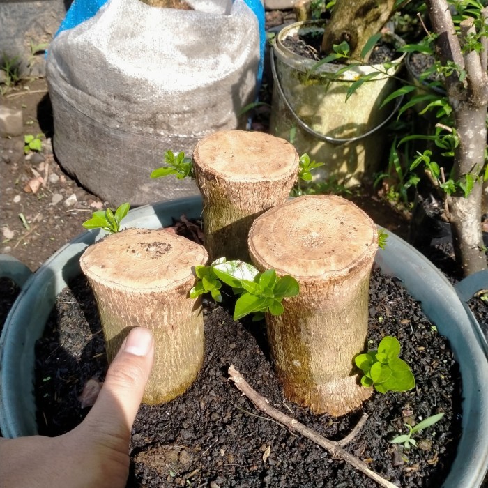 cangkok sancang satu lengan