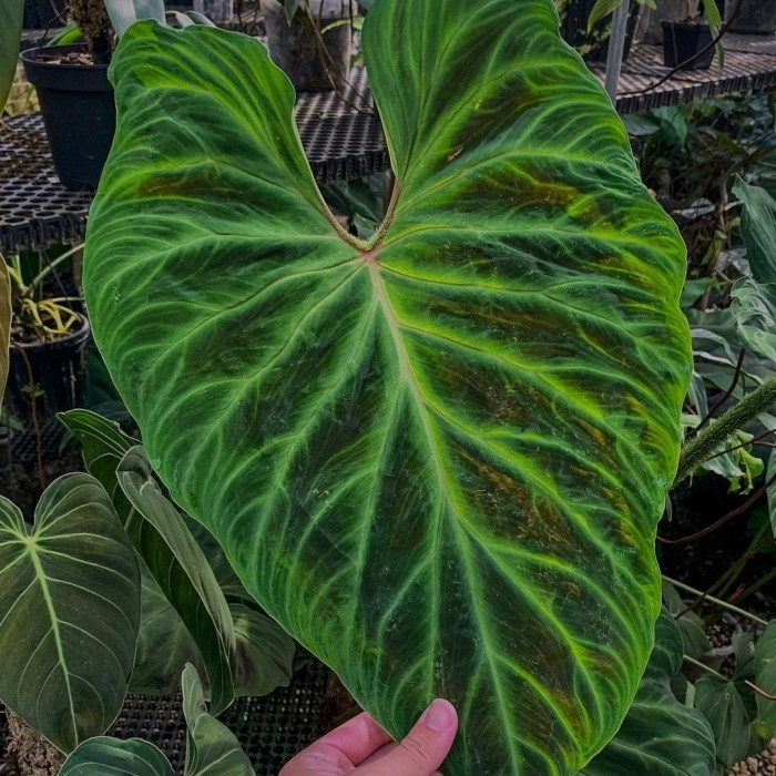 philodendron verrucosum