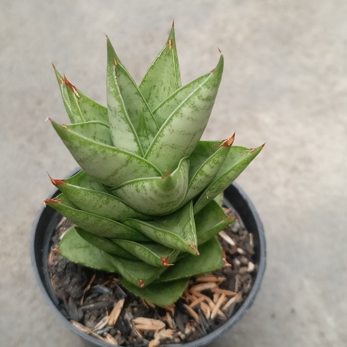 Sansevieria pagoda tower hybrid