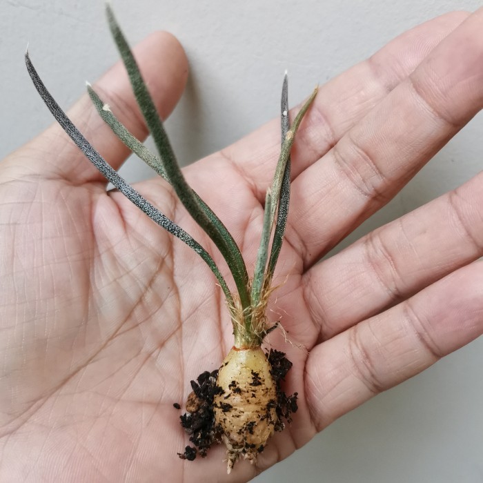 Astrophytum caput medusae ukuran lebih kecil