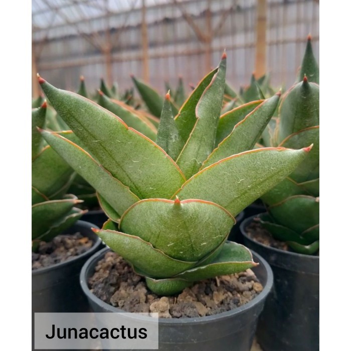 Sansevieria Hybrid Andaman