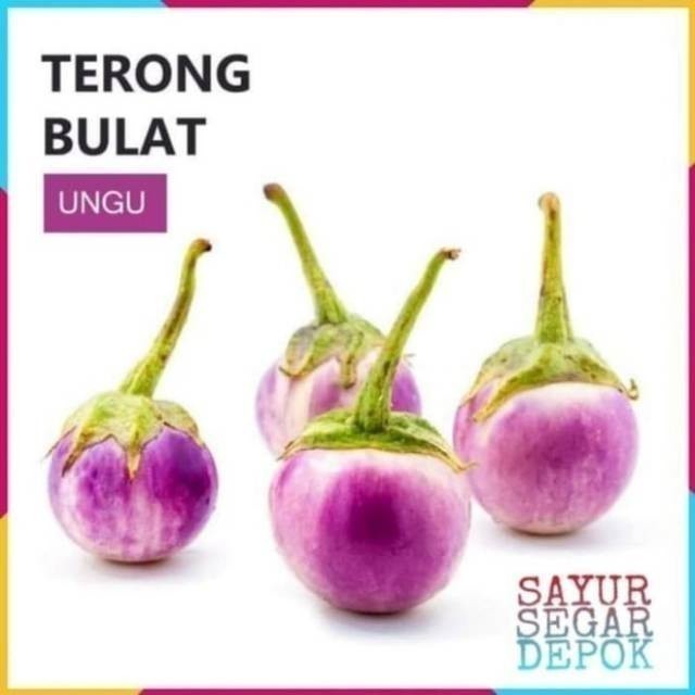 

TERONG BULAT UNGU