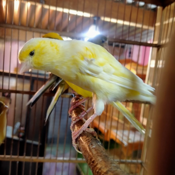 burung kenari hybrid sf bb gibo frill betina siapan