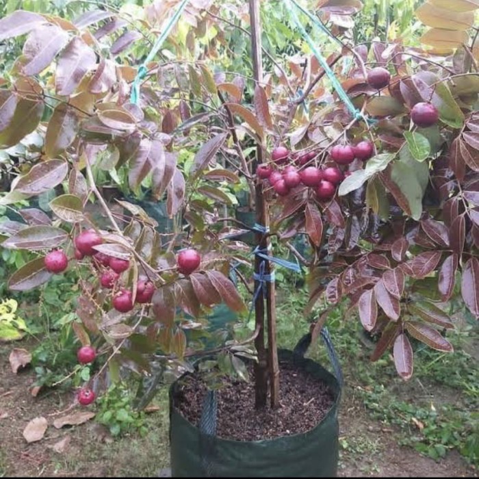 pohon buah kelengkeng merah super sudah berbuah