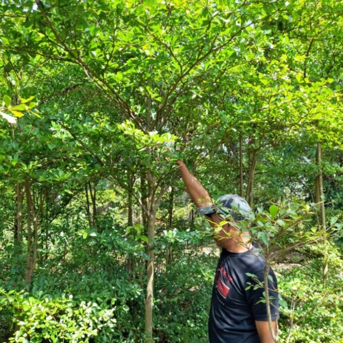 pohon Ketapang kencana tinggi 2 meter / tanaman ketapang kencana