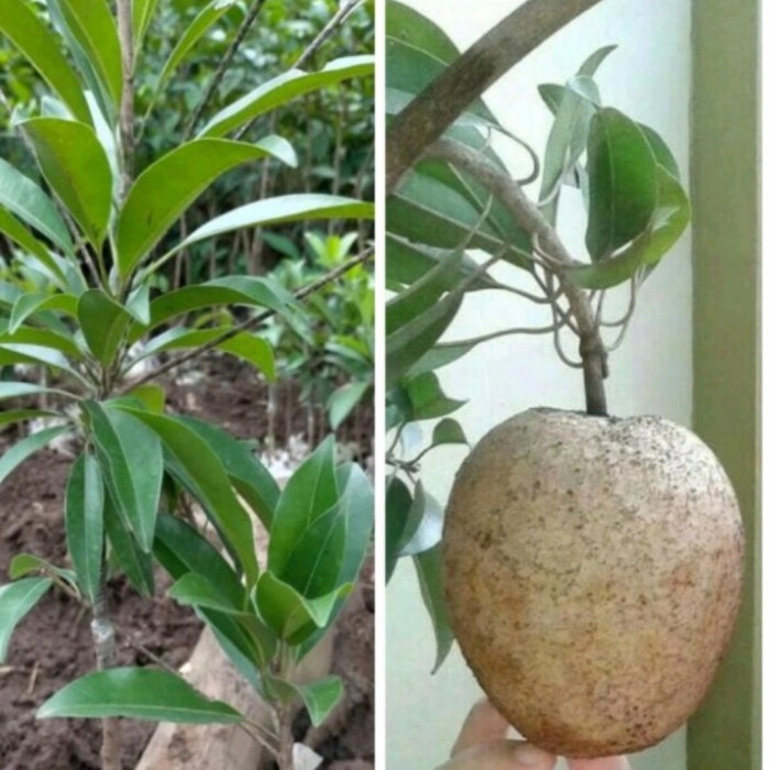 Tanaman Buah Sawo Jumbo Sudah Berbuah