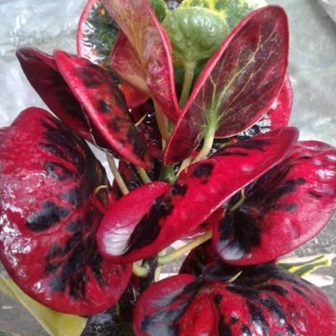 Bibit Bunga Puring Apel Merah