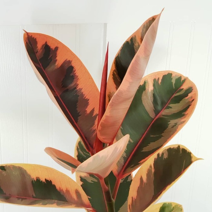 Karet kebo ruby - Ficus elastica belize - Tanaman Karet kebo tricolour