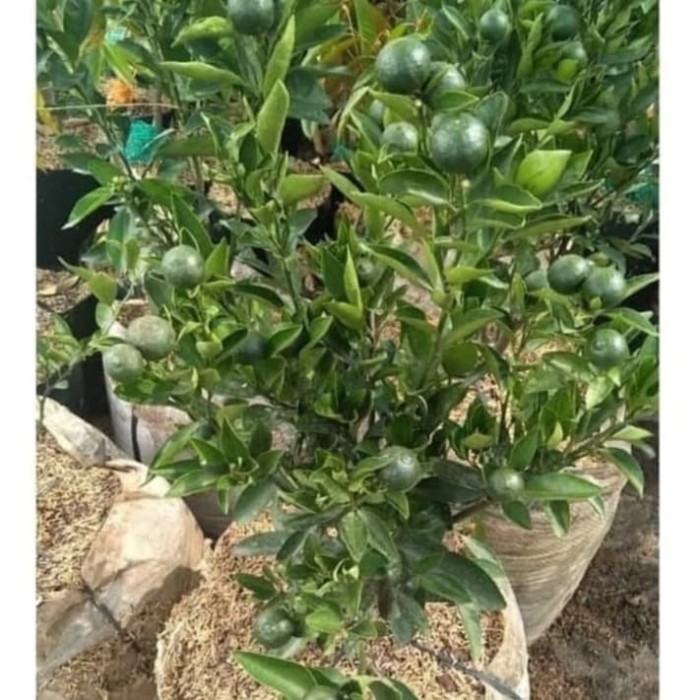 Tanaman Buah Jeruk Santang Madu Hijau Besar Sudah Ada Buahnya