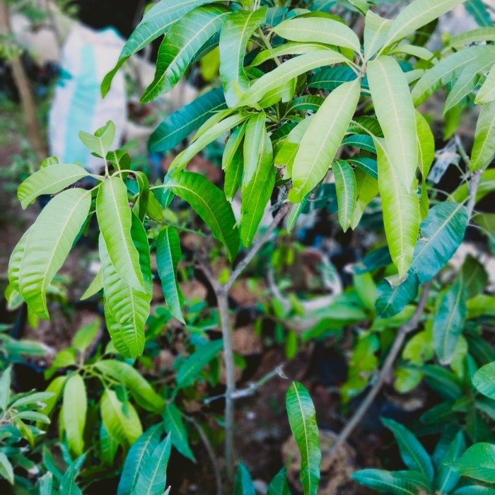 bibit mangga Kombinasi mangga kiosawai dan falan