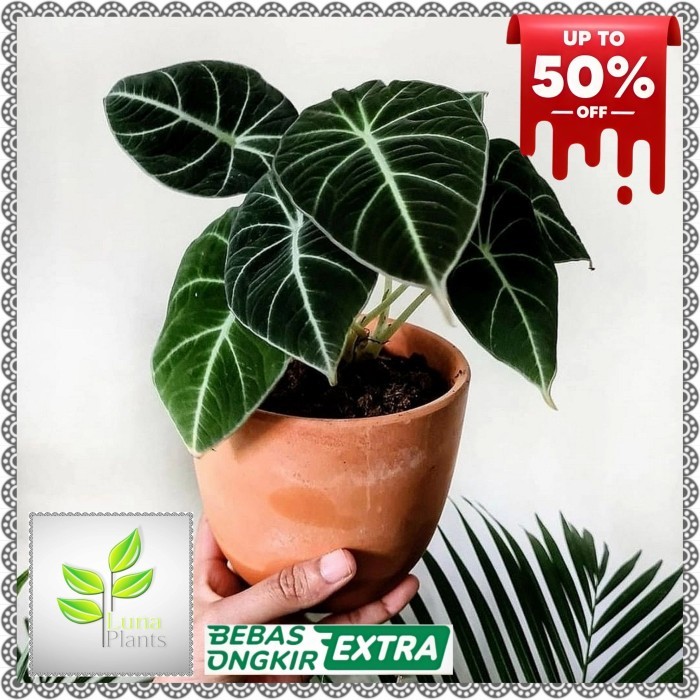 tanaman hias alocasia black velvet - alocasia black velvet
