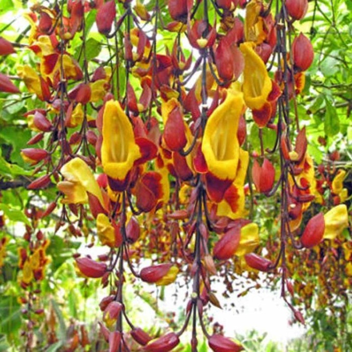 - TANAMAN HIAS FLAME IRIAN COKLAT -TERLARIS