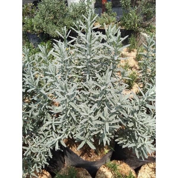 Bibit tanaman hias lavender france indukan/lavender france sudah besar