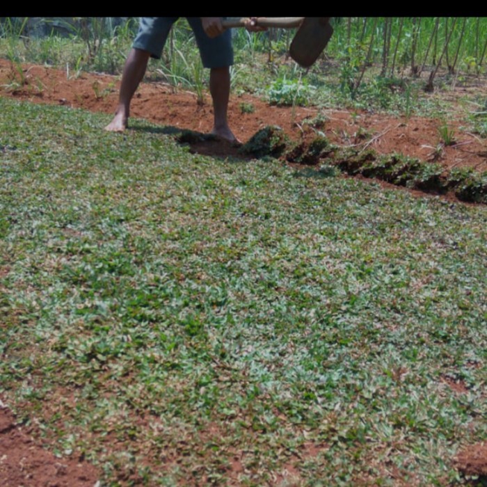 RUMPUT GAJAH MINI PER 11 METER